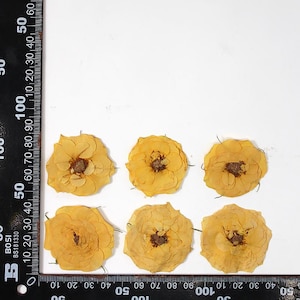 12 vraies têtes de roses séchées pressées, fleurs pour bougie, savon, papier cartonné, tête de rose de couleur jaune naturelle FHT48