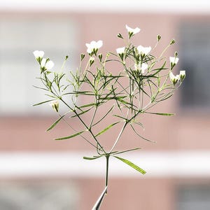 12 petites fleurs pressées côté vrai, couleur naturelle blanche avec tige de feuilles FSS103 #1