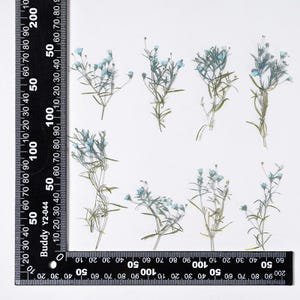 12 petites fleurs séchées pressées côté vrai, colorées en bleu avec des feuilles, tige FSS103 # 9
