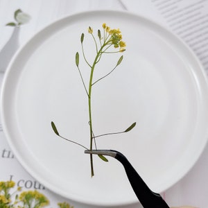12 pcs vraies petites fleurs sauvages séchées pressées avec des feuilles et la tige, fourniture de fleurs de couleur naturelle pour l'artisanat d'art, carte de savon de bougie, FHT40