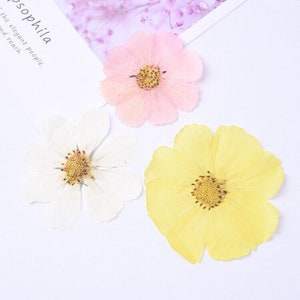 5 pcs vraies fleurs de cosmos de jardin pressées de grande taille, couleur teintée, fleur séchée FCD60