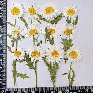 12 pcs vraie marguerite séchée pressée avec tige de feuilles pour l'artisanat d'art FHT12