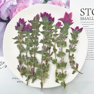 12 pièces vraie fleur de sauge sclarée séchée et pressée avec tige de feuilles pour artisanat d'art FHT25