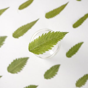 12PCS real Pressed dried leaves, Floral supply for art craft FSS17