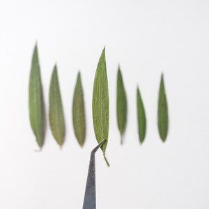 12PCS real Pressed dried Bamboo leaves, Floral supply for art craft FSS18