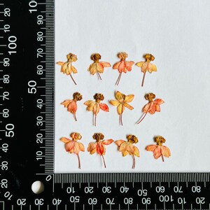 12 pièces vraies fleurs séchées pressées, fleur d'asclépiade avec tige pour travaux manuels d'art FJN03-rose
