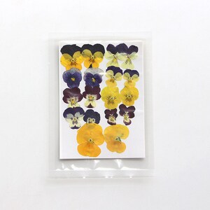 18 pcs vraies fleurs de pensées/altos séchées pressées Collection FSS507