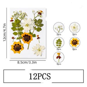 12 pcs vraie collection de feuilles de fleurs séchées pressées, marguerite, fleur de souffle de bébé avec tige de feuille FSS512