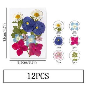 Collection de vraies feuilles de fleurs séchées pressées, 12 pièces, marguerite, fleur en dentelle de la reine Anne avec tige de feuille FSS519