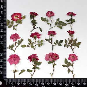 12 têtes de rose pressées côté véritable séché avec feuilles et tige, mélange rose et rouge FHT34