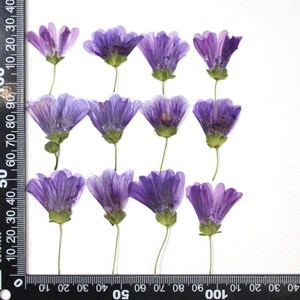 12 vraies fleurs séchées pressées latéralement, fleur de cerisier pourpre avec tige FHT56
