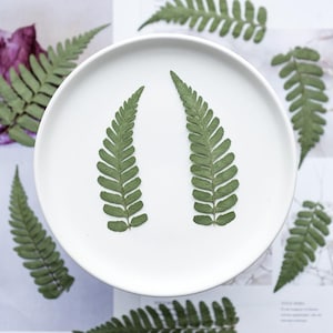 12 pcs vraies feuilles séchées pressées, fourniture florale pour l'artisanat d'art FSS101
