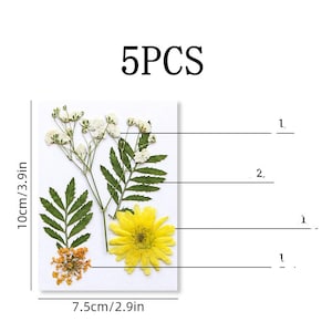 5 pcs vraie collection de feuilles de fleurs séchées pressées, fleur de marguerite jaune, fleur de dentelle orange de la reine Anne FSS516
