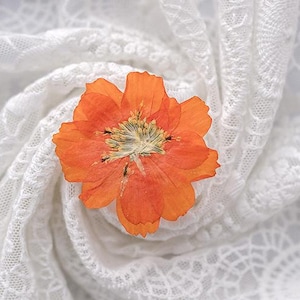 12 pcs vraies fleurs de marguerite séchées pressées, capitule orange naturel pour art FSS91-1 Orange