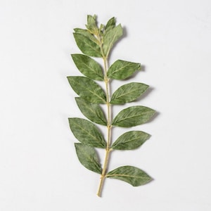 12 vraies feuilles séchées pressées avec tige FSS107