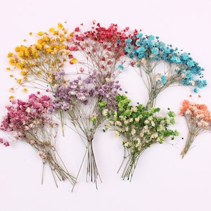 50 vraies fleurs de gypsophile pressées avec tige, 8 couleurs de teinture disponibles FCD12