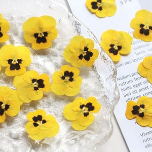 12 pcs vraies fleurs de pensées/altos séchées pressées pour l'artisanat de bougies d'art FSS47-5
