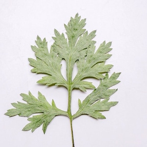 12PCS Real Pressed Dried Leaves, Floral Supply for art craft FSS20