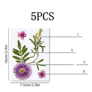 Collection de vraies feuilles de fleurs séchées pressées, 5 pièces, fleur de marguerite, fleur de verveine FSS515
