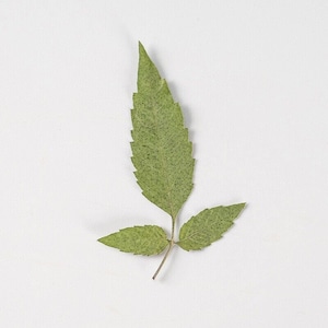 12PCS Real Pressed Dried leaves, Flower supply for art candle craft FSS56