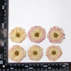 12 vraies têtes de roses séchées pressées, bouquet de fleurs pour bougie, savon, papier cartonné, tête de rose de couleur blanc cassé naturelle FHT49