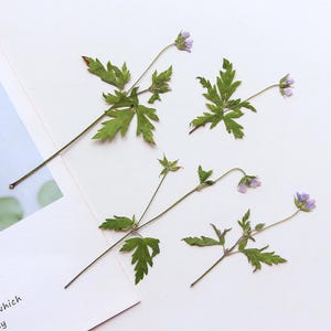 12 petites tiges de feuilles de fleurs violettes pressées côté vrai, couleur naturelle FSS111