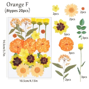 20 pcs vraie collection de fleurs séchées pressées, marguerite orange, feuilles de fleurs de jonquille comme image FCD506