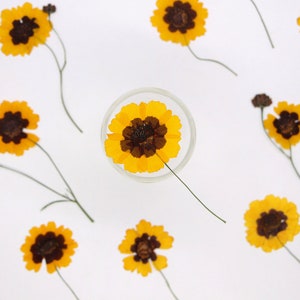 12 pcs vraies fleurs séchées pressées, fleur de marguerite jaune avec tige, fourniture pour l'artisanat de bougies d'art FSS83