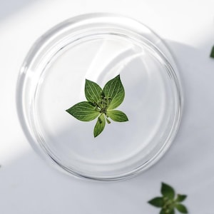 12 vraies feuilles séchées pressées, couleur verte naturelle FSS109