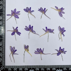 12 pcs vraies fleurs séchées pressées, fleur pourpre pour l'artisanat d'art, fourniture florale FHT10