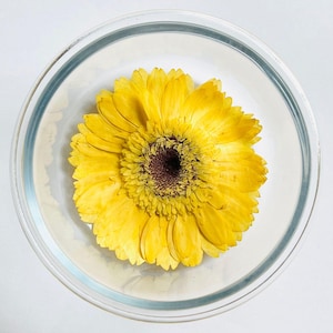 5 pcs vraies fleurs de marguerite africaine séchées pressées, grande capitule jaune pour l'art FJN09