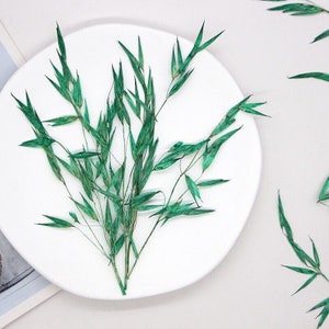 12PCS Real Pressed Dried Grass Leaves, Floral Supply for art craft FSS54