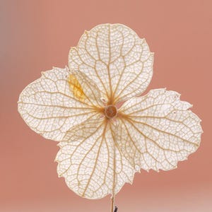 12 pcs vraies têtes de fleur d'hortensia pressées séchées FSS100