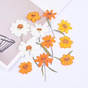 6 pcs vraies fleurs séchées pressées de Zinnia avec la tige, pour l'artisanat de bougie d'art FCD38