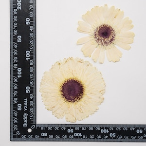 2 vraies fleurs de marguerite séchées pressées, grande capitule blanche pour art FSS26-15