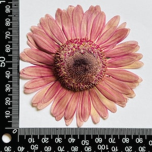 5 pcs vraies fleurs de marguerite africaine séchées pressées, grande tête de fleur brune pour l'art FJN10