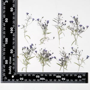 12 petites fleurs pressées côté vrai, couleur violette avec tige de feuilles FSS103 #12