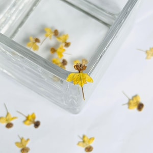12 pièces vraies fleurs séchées pressées, fleur d'asclépiade avec tige pour l'artisanat d'art DIY FJN03-Jaune