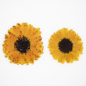 12 pcs vraies fleurs séchées pressées, tête de fleur de marguerite jaune orange pour l'artisanat de carte de savon de bougie d'art, jaune, fleurs d'oranger FSS75