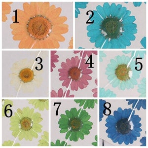 50 pcs vraies fleurs de marguerite séchées pressées, 15 couleurs de fleurs pour l'artisanat d'art FCD05
