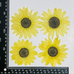6 vraies fleurs de tournesol séchées pressées, énorme capitule jaune vif pour art 90 ~ 110 mm FJN02