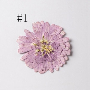 12 PCS vraies marguerites séchées pressées, fleur de marguerite de Paris pour l'artisanat d'art FSS04