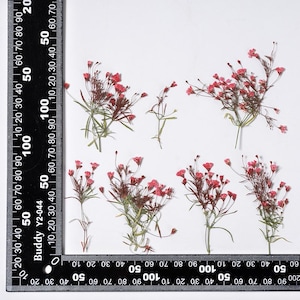 12 petites fleurs pressées côté vrai, colorées en rouge avec des feuilles, tige FSS103 # 4