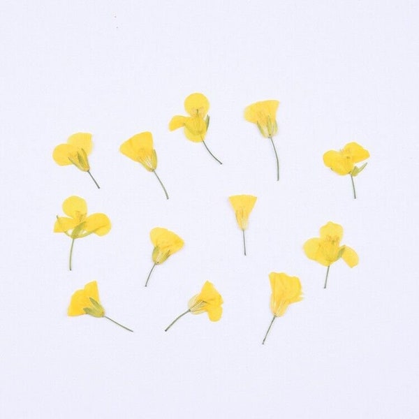 12PCS Real Pressed Dried Flower, sweet yellow Flower with stem for art FCD09