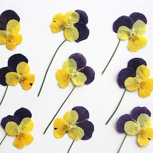 12 pcs vraies fleurs de pensées/altos séchées pressées avec tige, fourniture de fleurs pour l'artisanat d'art, pour bougie, pour savon jaune violet couleur FSS85