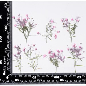 12 petites fleurs pressées côté vrai, teinte en rose avec des feuilles, tige FSS103 #3