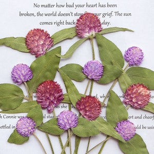 12 pièces vraies fleurs séchées pressées, fleur globosa pourpre gomphrena avec feuilles et tige pour création de bougies d'art FSS79