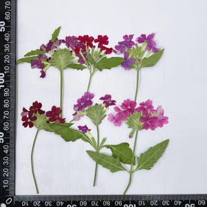12 pièces roses séchées pressées sur le côté réel, fleur pourpre avec tige de feuilles, fleur de verveine en sucette pour travaux manuels d'art FHT44