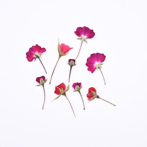 8 fleurs de roses séchées pressées côté vrai pour travaux manuels d'art, roses et rouges FCD26