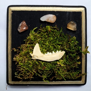 Wood Base Magnet with Muskrat Jaw Bone and Crystals